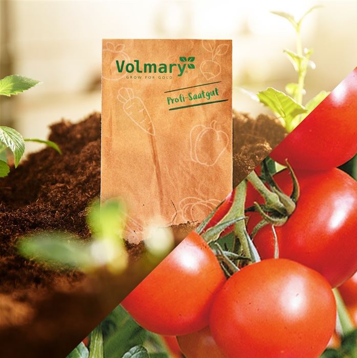 Freiland-Stab-Tomate 'Phantasia' F1