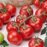 Französischer Estragon 'Pfefferkorn'