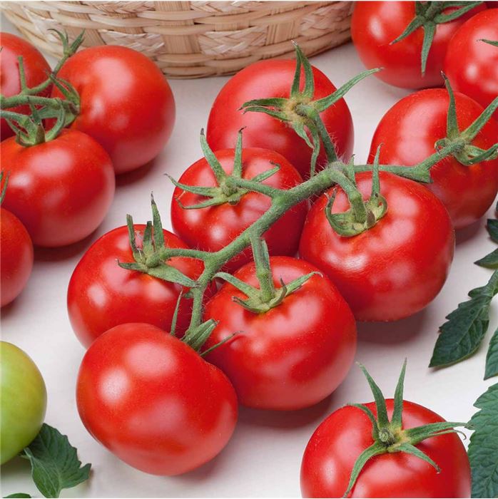 Französischer Estragon 'Pfefferkorn'