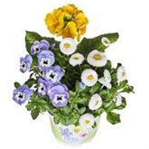 Frühlingserwachen® Trio Collection 'Power'