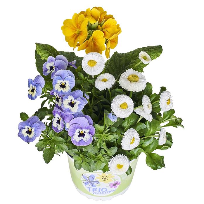 Frühlingserwachen® Trio Collection 'Power'