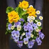 Frühlingserwachen® Trio Collection 'Power'