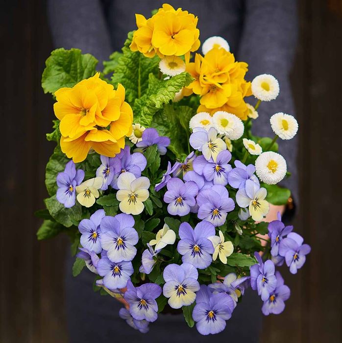 Frühlingserwachen® Trio Collection 'Power'