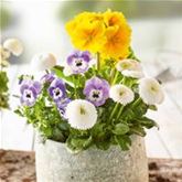 Frühlingserwachen® Trio Collection 'Power'