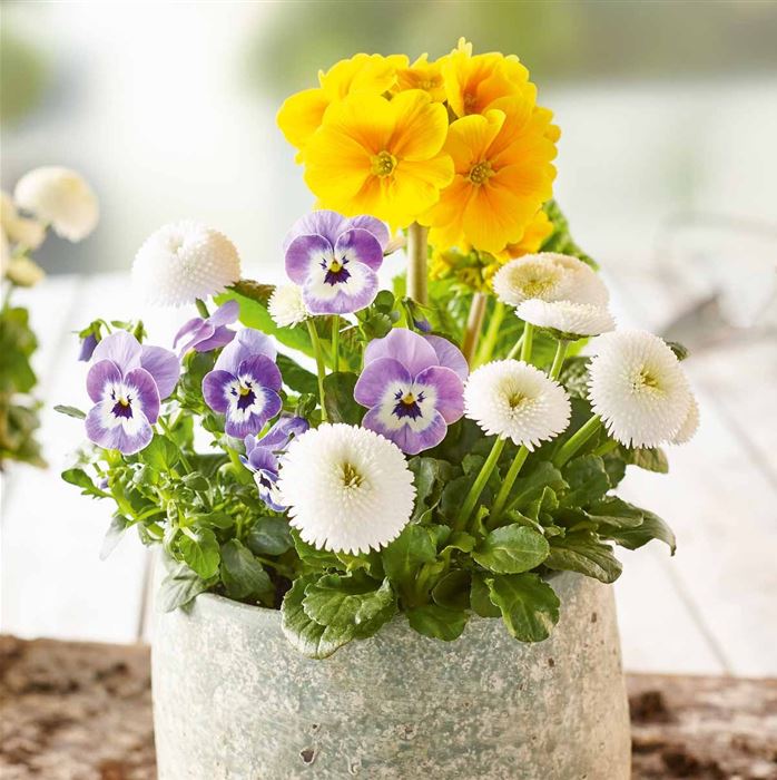 Frühlingserwachen® Trio Collection 'Power'