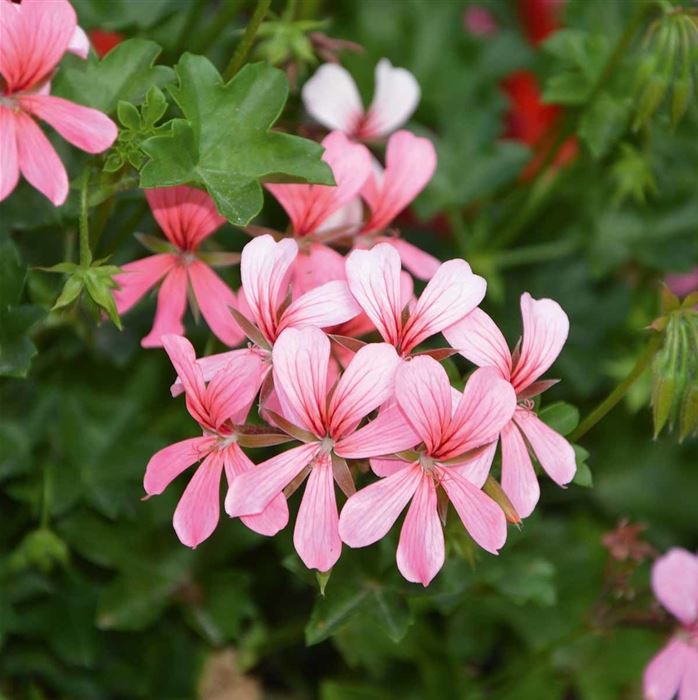 Bayern-Geranie 'Ville de Paris Rose' Bayern-Geranie 'Ville de Paris Rose'