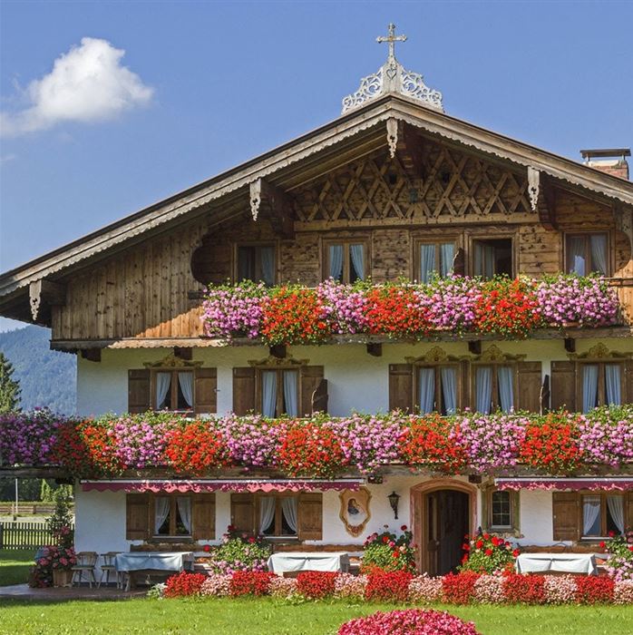 Bayern-Geranie 'Ville de Paris Rose' Bayern-Geranie 'Ville de Paris Rose'