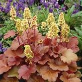 Purpurglöckchen 'Blondie'