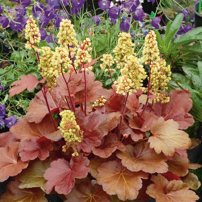 Purpurglöckchen 'Blondie'