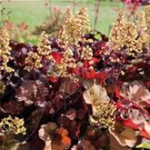 Purpurglöckchen 'Blondie'