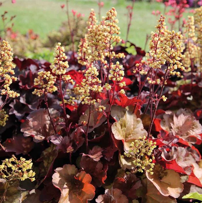 Purpurglöckchen 'Blondie'