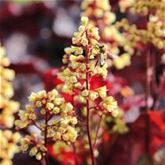 Purpurglöckchen 'Blondie'