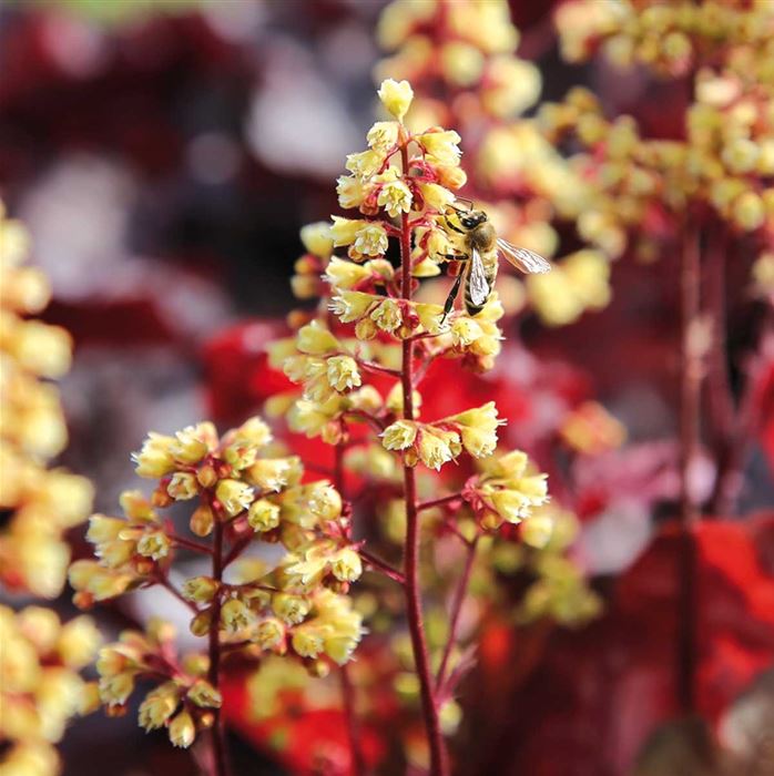 Purpurglöckchen 'Blondie'