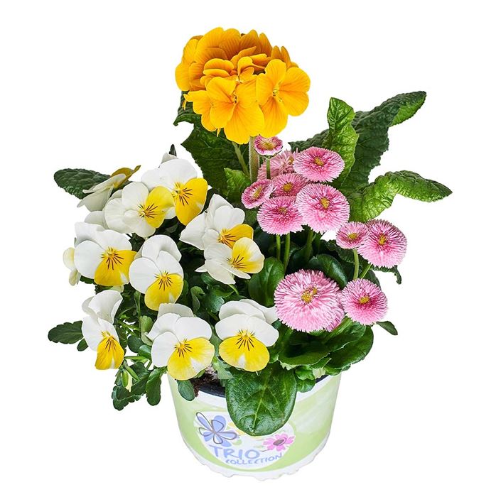 Frühlingserwachen® Trio-Collection 'Lovely'