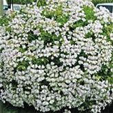 Bayern-Geranie 'Ville de Paris Rose' Bayern-Geranie 'Ville de Paris Rose'