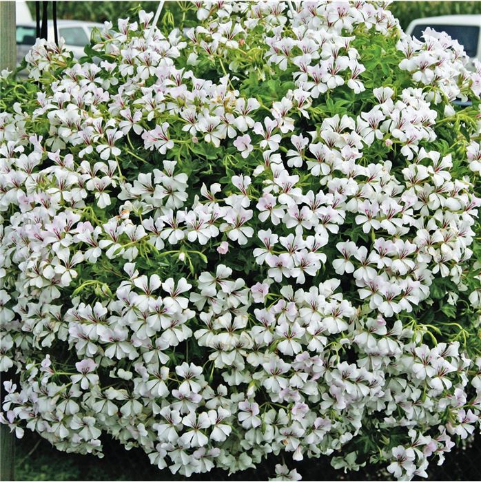 Bayern-Geranie 'Ville de Paris Rose' Bayern-Geranie 'Ville de Paris Rose'