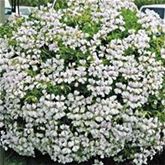 Bayern-Geranie 'Ville de Paris Rose' Bayern-Geranie 'Ville de Paris Rose'