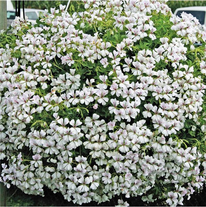 Bayern-Geranie 'Ville de Paris Rose' Bayern-Geranie 'Ville de Paris Rose'