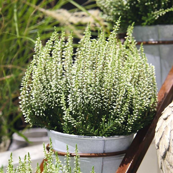 Knospenheide Gardengirls® 'Elisa'