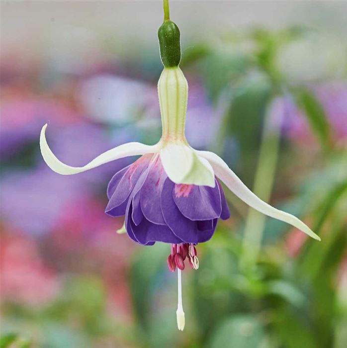 Fuchsie 'Delta Sarah'