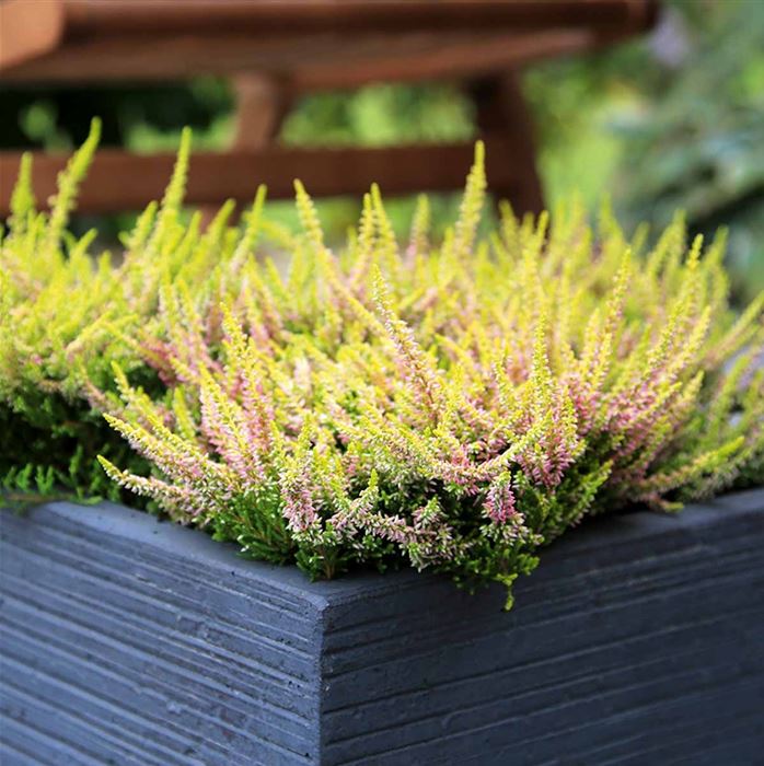 Knospenheide Gardengirls® 'Golden Angie'