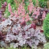 Purpurglöckchen 'Milan'