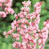 Purpurglöckchen 'Milan'