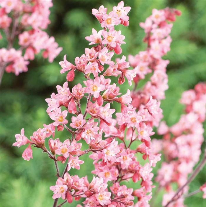 Purpurglöckchen 'Milan'