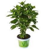 Garten-Basilikum 'Tauris®'