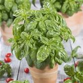 Garten-Basilikum 'Tauris®'