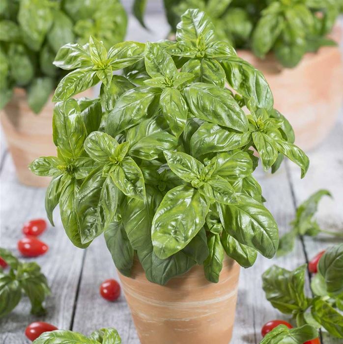 Garten-Basilikum 'Tauris®'