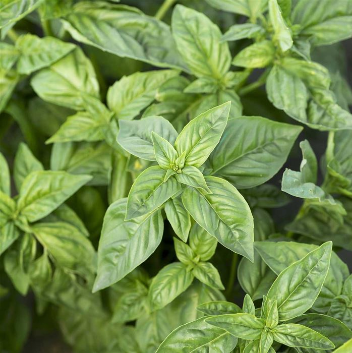 Garten-Basilikum 'Tauris®'