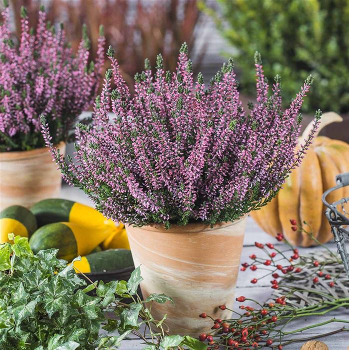 Knospenheide Gardengirls® 'Hilda'