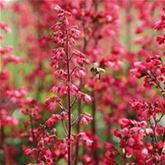 Purpurglöckchen 'Paris'