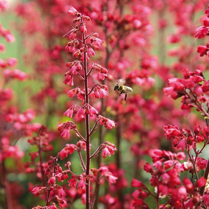 Purpurglöckchen 'Paris'