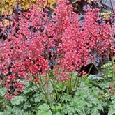 Purpurglöckchen 'Paris'