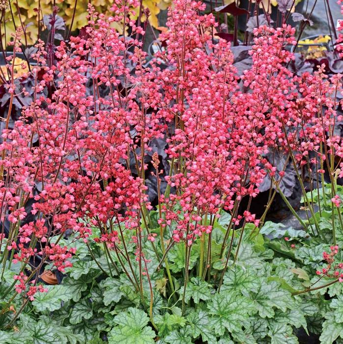 Purpurglöckchen 'Paris'