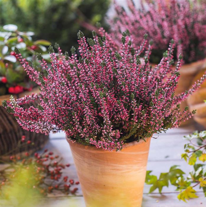 Knospenheide Gardengirls® 'Lioba'