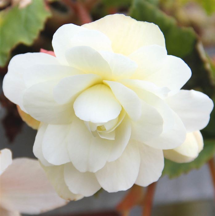 Belina Hängebegonie 'Belina® Vanilla'