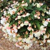 Belina Hängebegonie 'Belina® Vanilla'