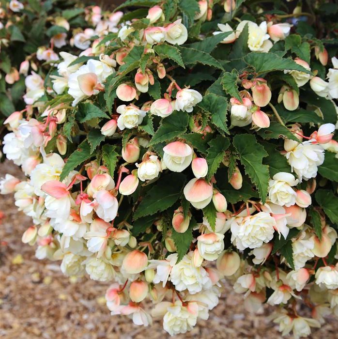 Belina Hängebegonie 'Belina® Vanilla'