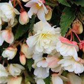 Belina Hängebegonie 'Belina® Vanilla'