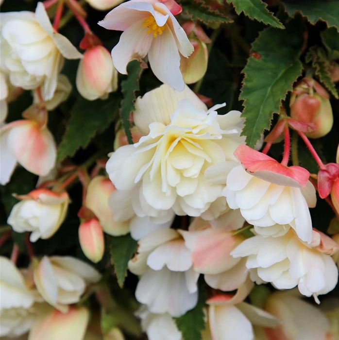 Belina Hängebegonie 'Belina® Vanilla'