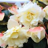 Belina Hängebegonie 'Belina® Vanilla'