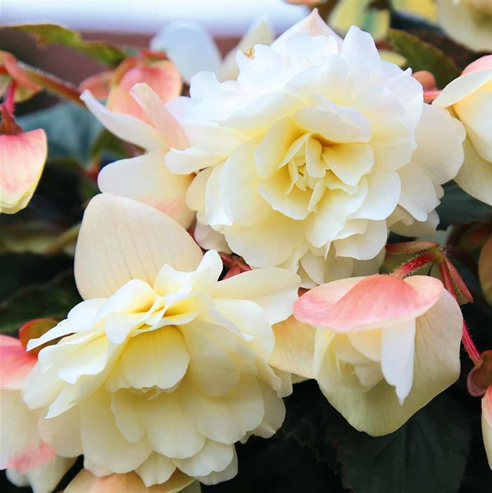 Belina Hängebegonie 'Belina® Vanilla'