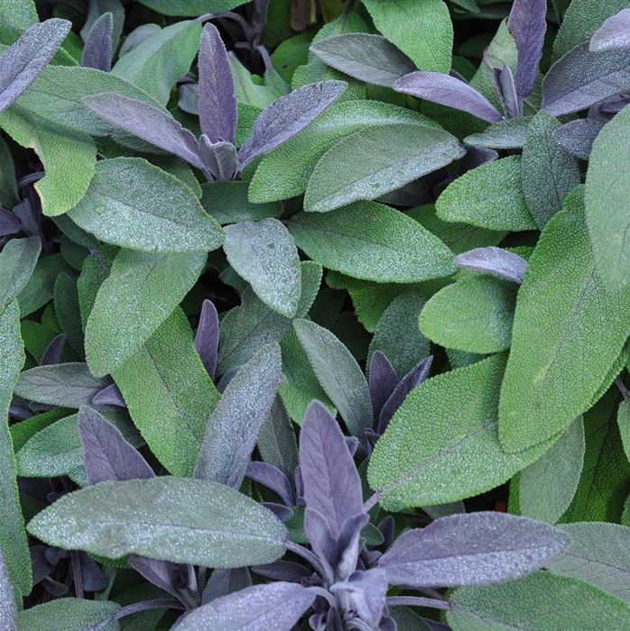 Purpursalbei 'Purpurmantel'