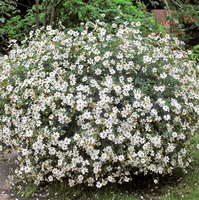 Bidens 'Bellamy White'
