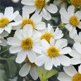 Bidens 'Bellamy White'