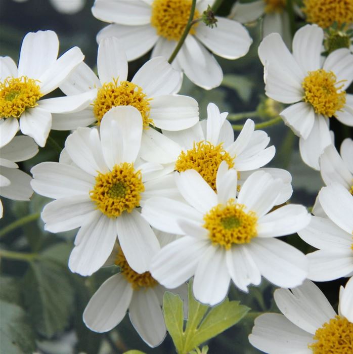 Bidens 'Bellamy White'