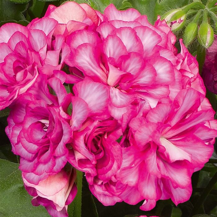 Gefüllte Hänge-Geranie 'Grandeur® Ivy Arctic Rose'